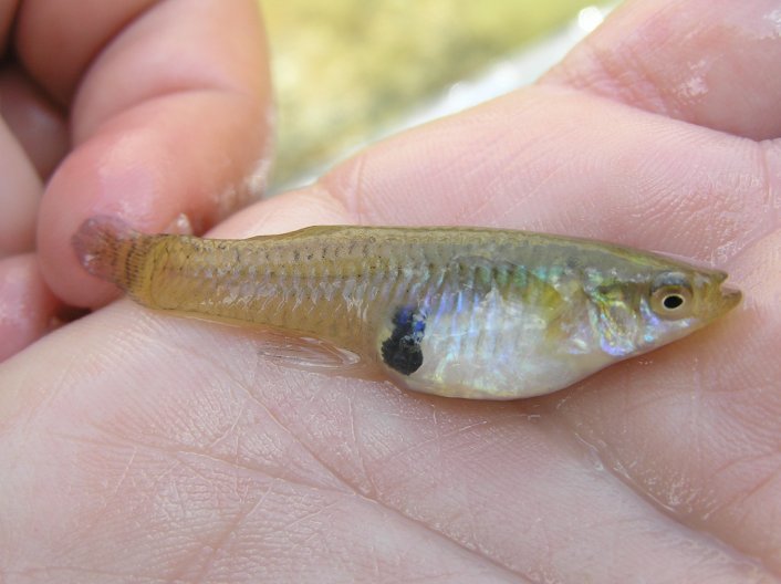 Pesci sul torrente...Gambusia affinis